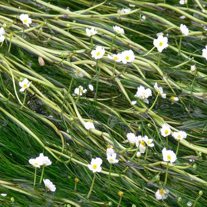 Water Crowfoot-(Ranunculus aquatilis)