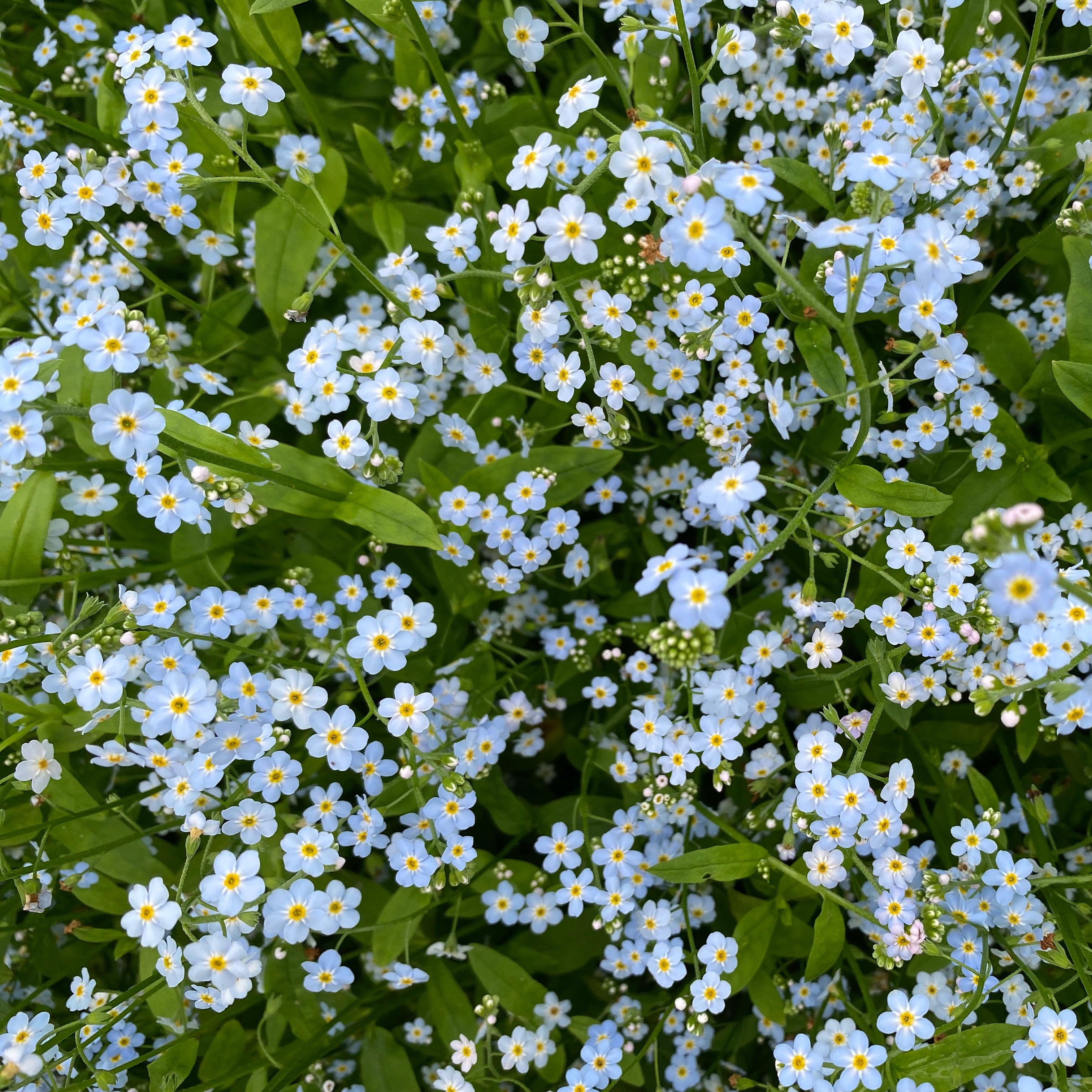 Water Forget Me Not Myosotis Scorpioides Plants For Ponds water-forget-me-not-myosotis-scorpioides-plants-for-ponds
