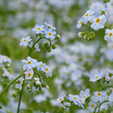 Water Forget Me Not | Myosotis scorpioides