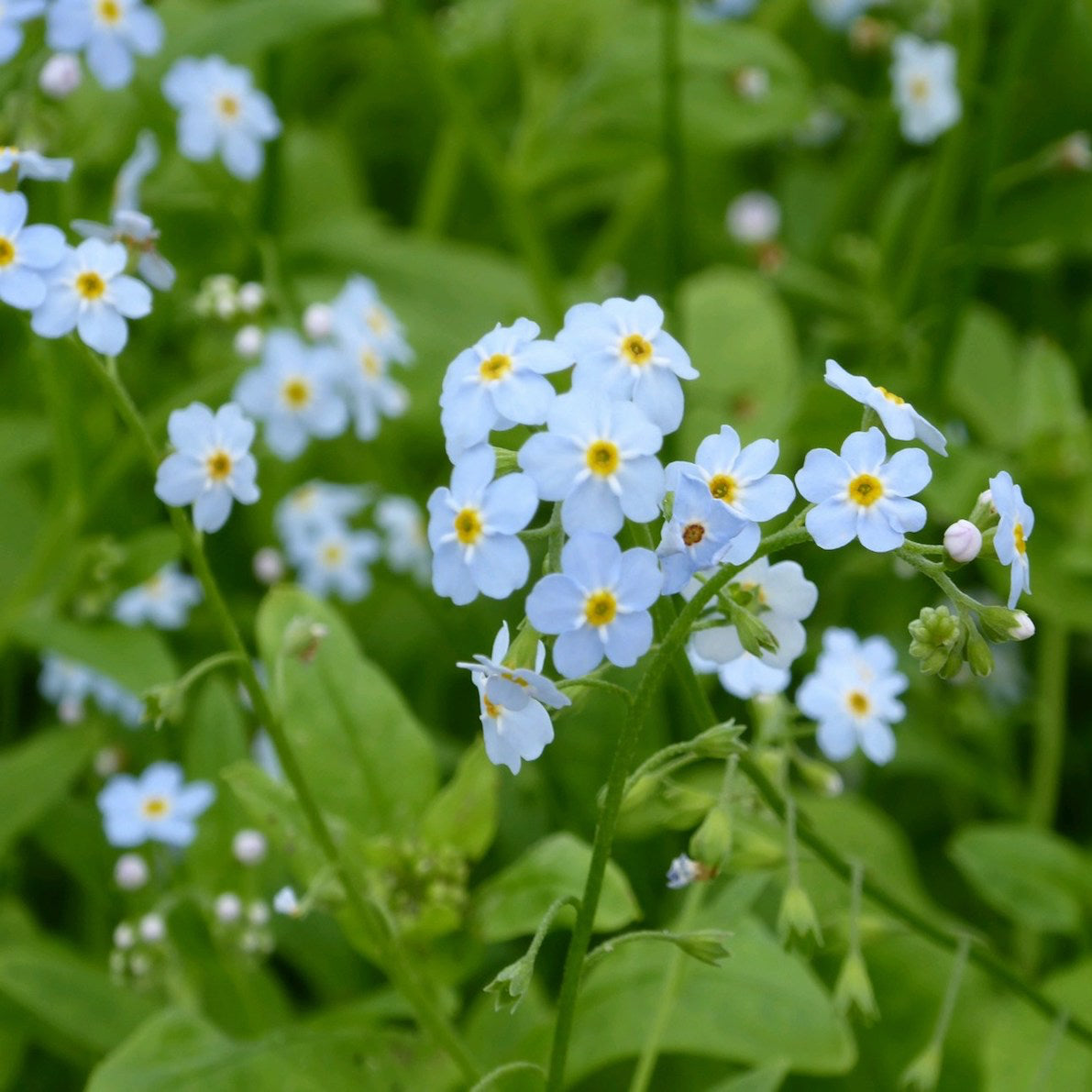 Water Forget-Me-Not - Pond Plant with blue flowers, newt friendly