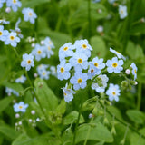 Water Forget-Me-Not - Pond Plant with blue flowers, newt friendly