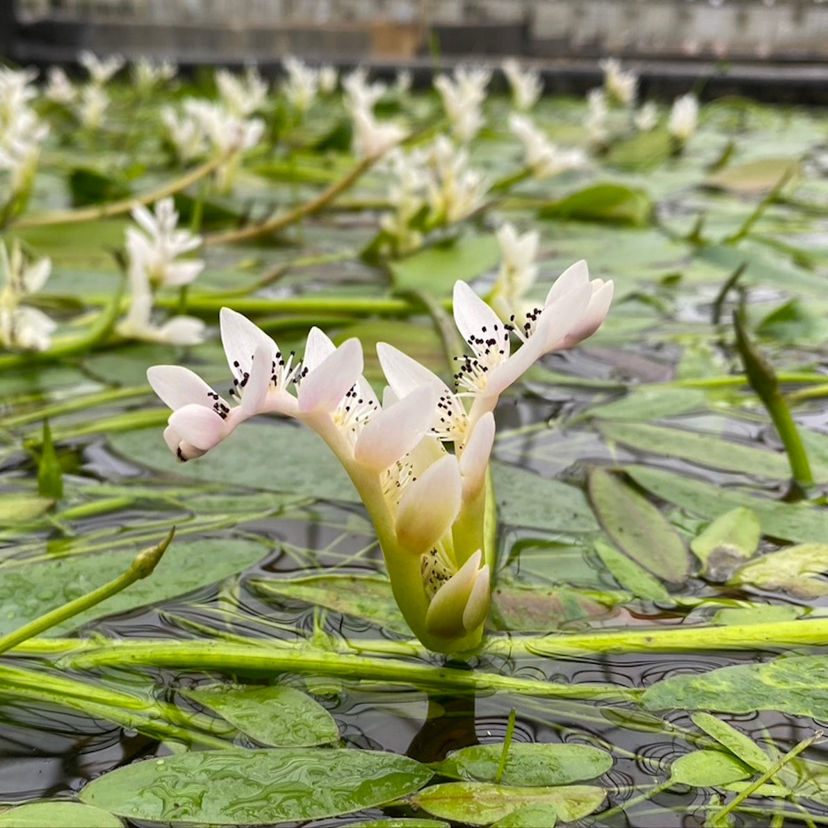 Water Hawthorn | Aponogeton distachyos