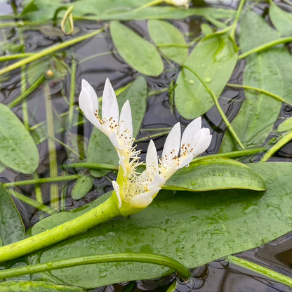 Water Hawthorn | Aponogeton distachyos