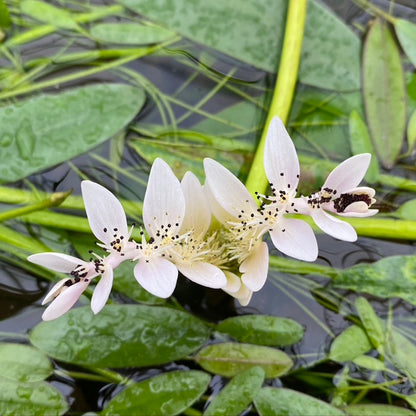 Water Hawthorn | Aponogeton distachyos