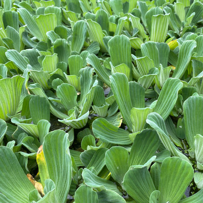 Water Lettuce | Pistia stratiotes