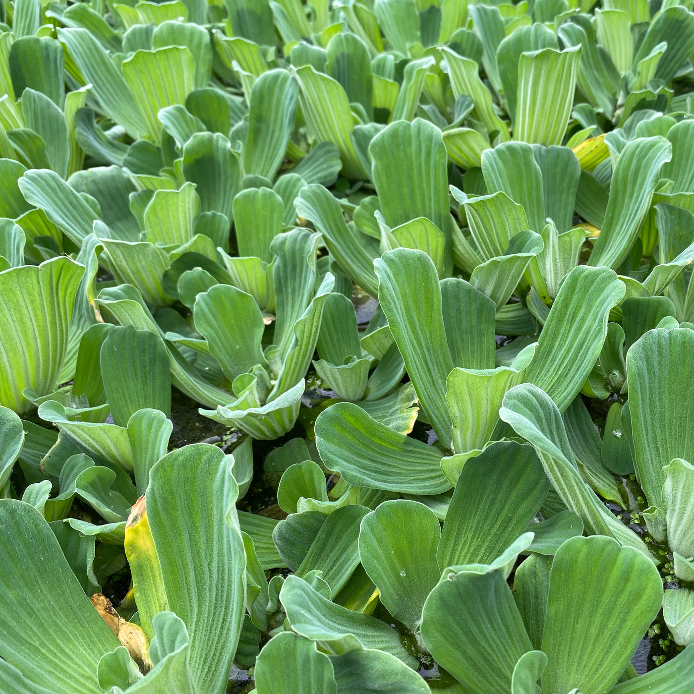 Water Lettuce-(Pistia stratiotes)