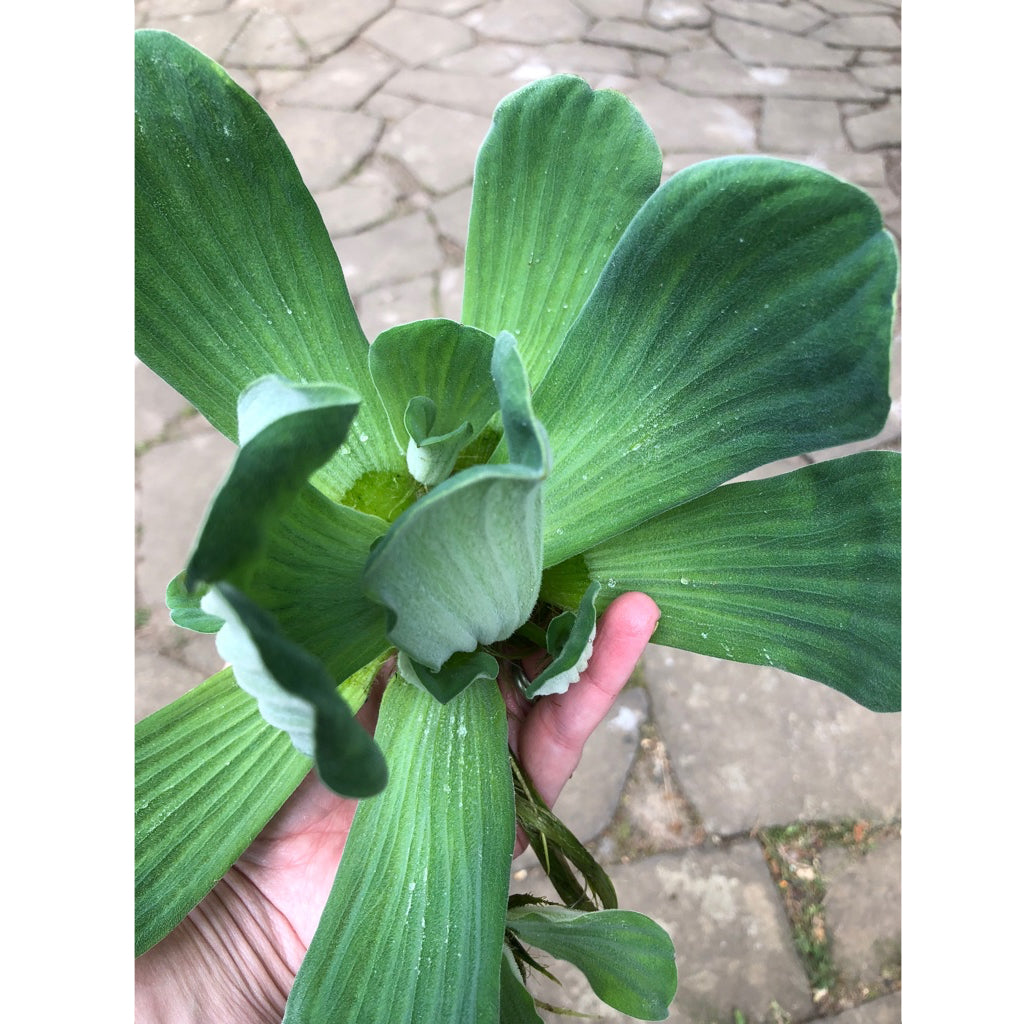 Water Lettuce | Pistia stratiotes