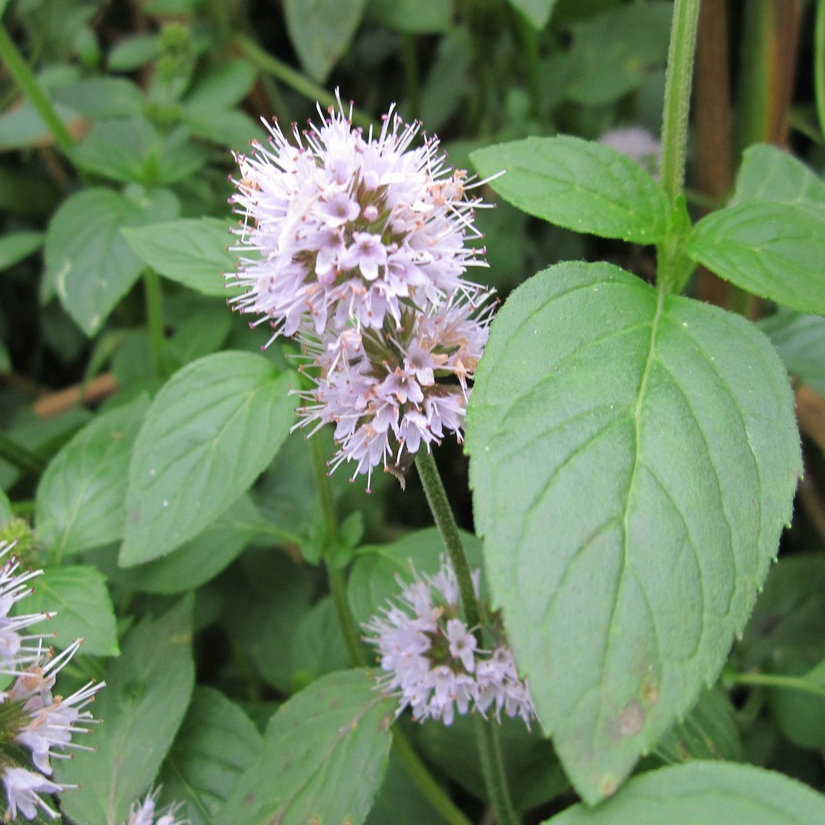 Water Mint-(Mentha aquatica)