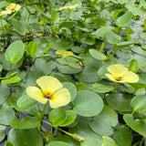 Water Poppy | Hydrocleys nymphoides