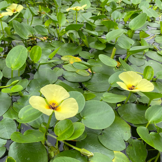 Water Poppy-(Hydrocleys nymphoides)