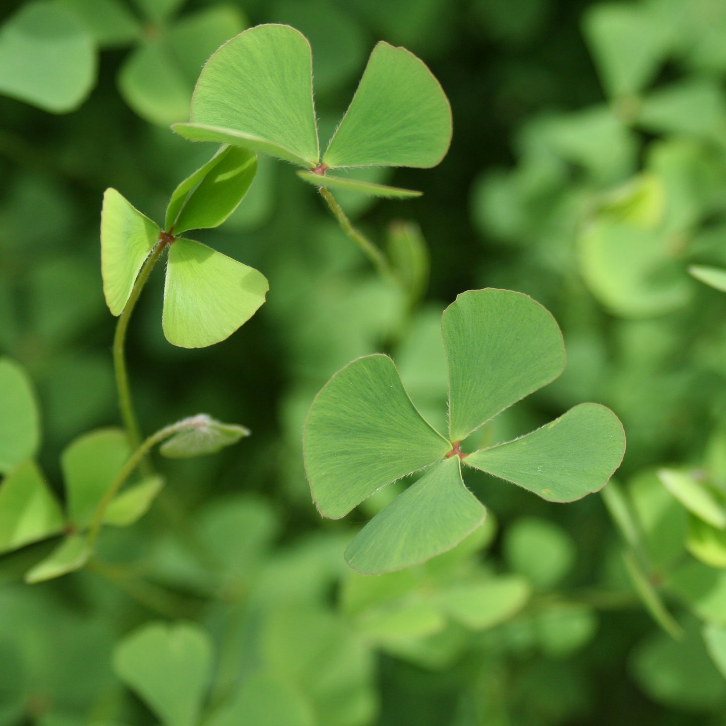 Water Shamrock | Marsilea quadrifolia