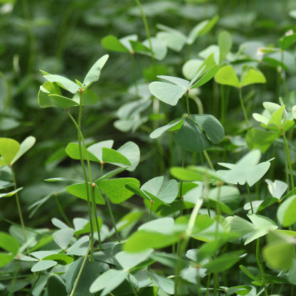 Water Shamrock | Marsilea quadrifolia