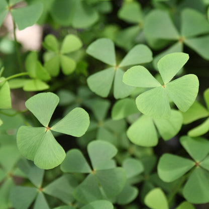 Water Shamrock | Marsilea quadrifolia