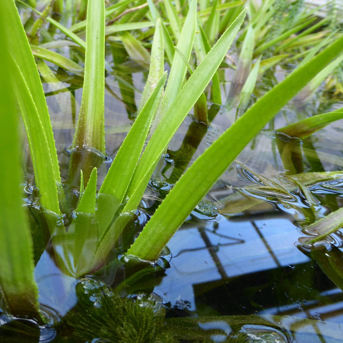 Water Soldier-(Stratiotes aloides)