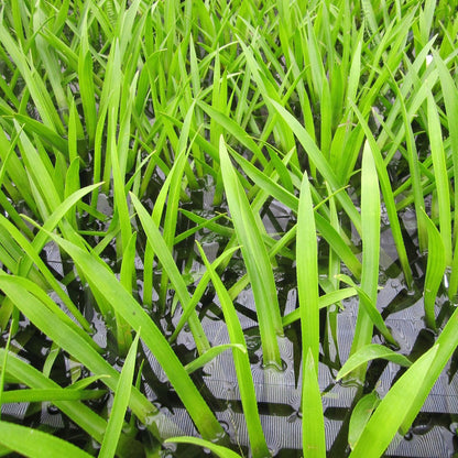 Water Soldier-(Stratiotes aloides)