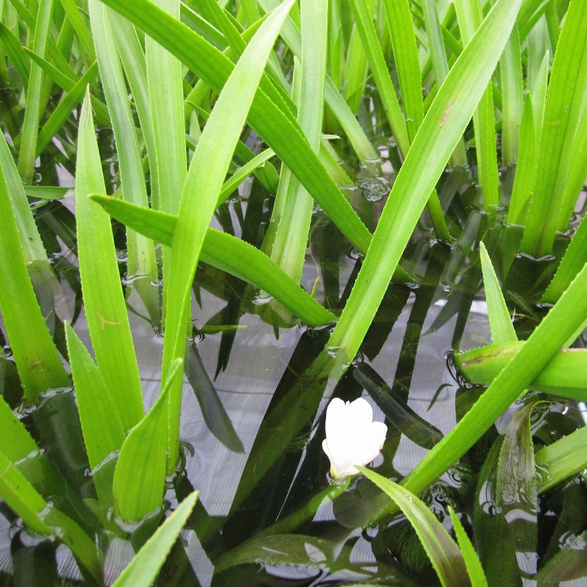 Water Soldier-(Stratiotes aloides)