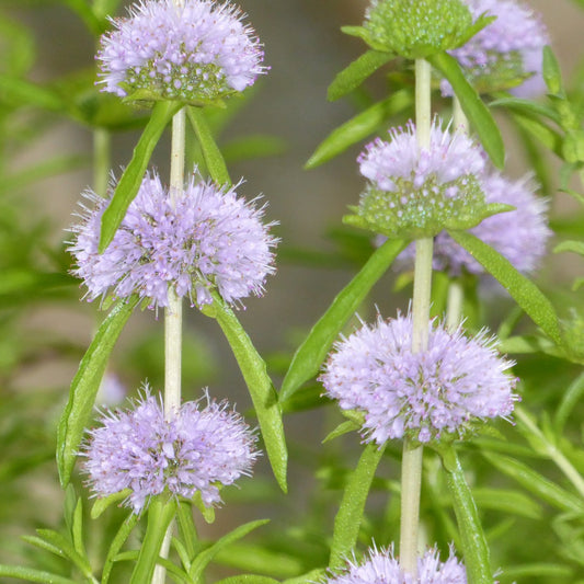 Water Spearmint-(Mentha cervina)