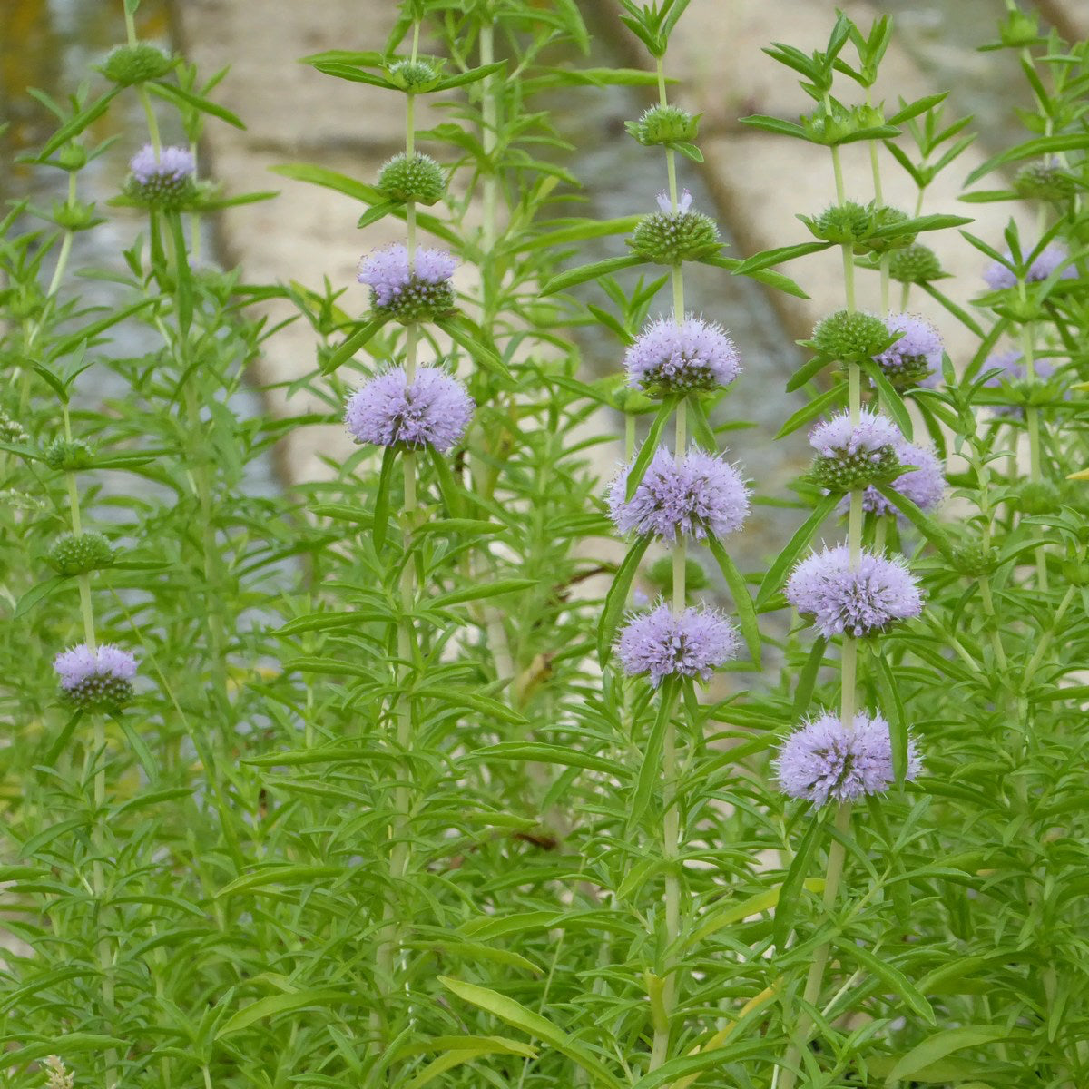 Water Spearmint-(Mentha cervina)