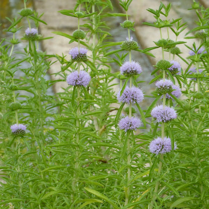 Water Spearmint-(Mentha cervina)