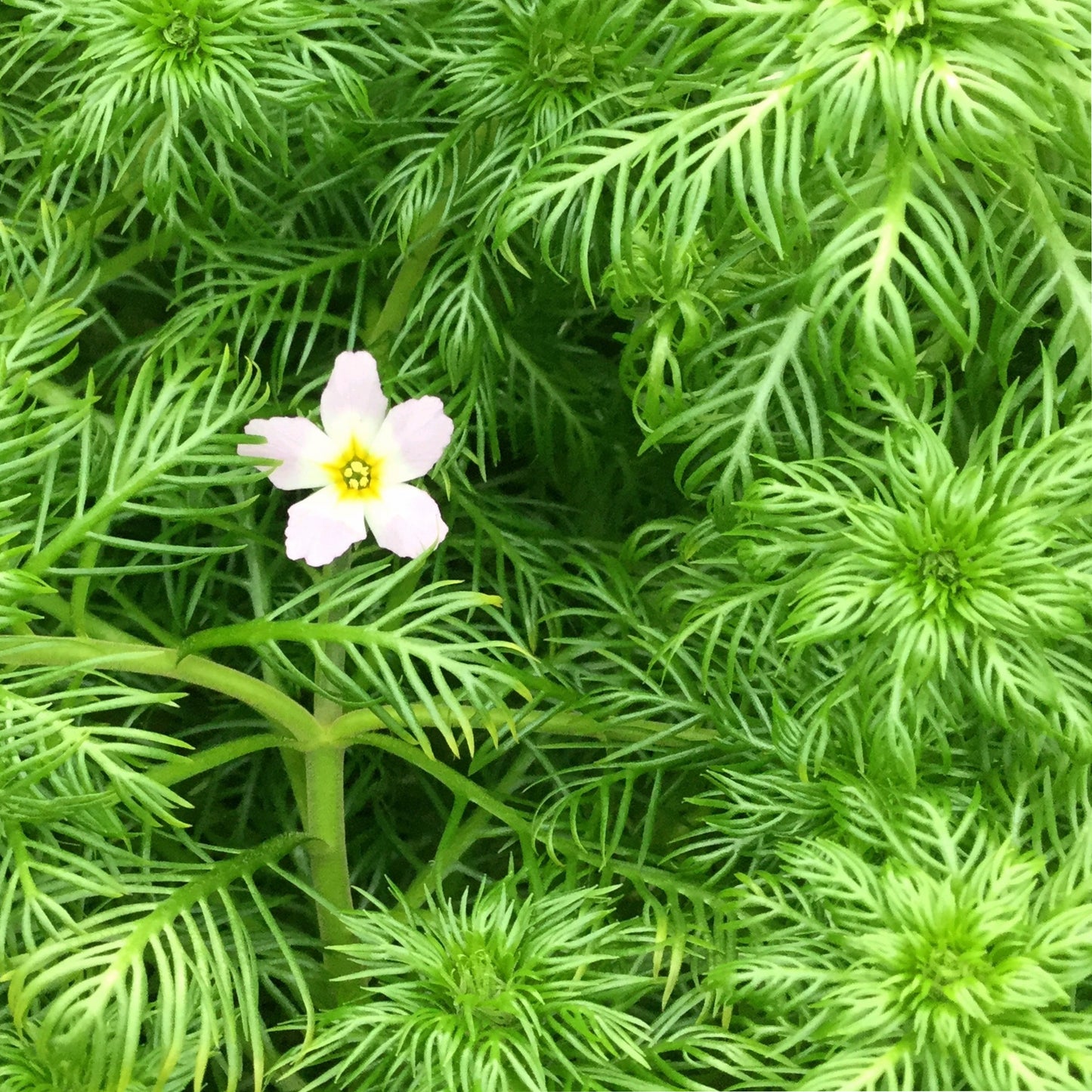 Water Violet | Hottonia palustris