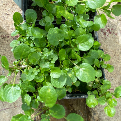 Watercress-(Rorippa nasturtium aquaticum)