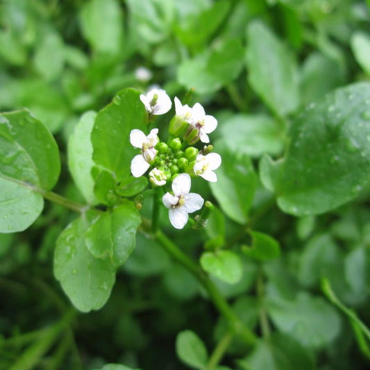 Watercress | Rorippa nasturtium aquaticum