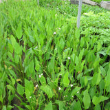 Water plantain | Alisma plantago aquaticum