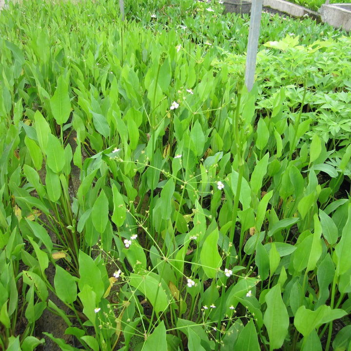 Water plantain-(Alisma plantago aquaticum)