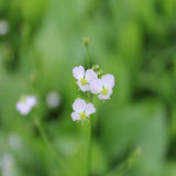 Water plantain | Alisma plantago aquaticum