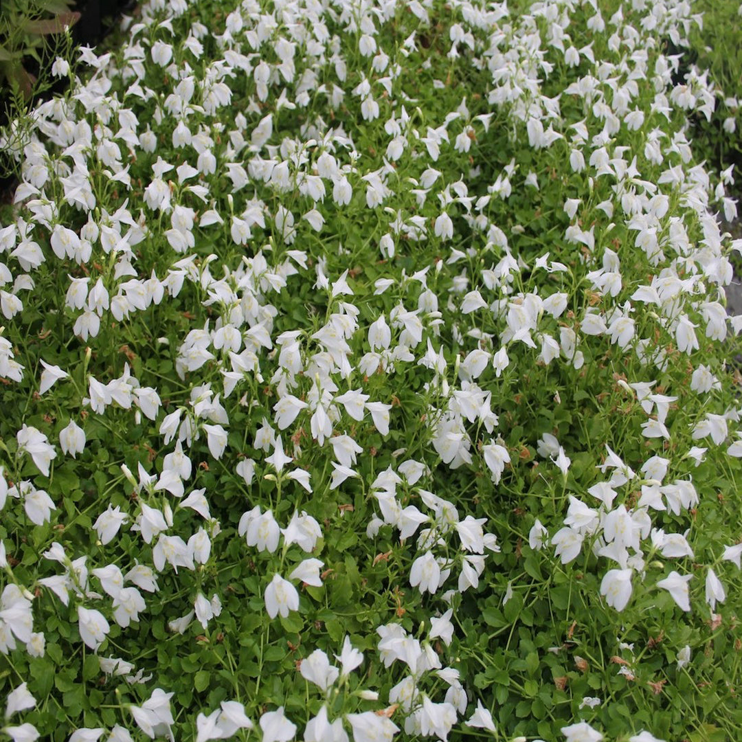 White Chinese Marshflower-(Mazus reptans 'Albus')