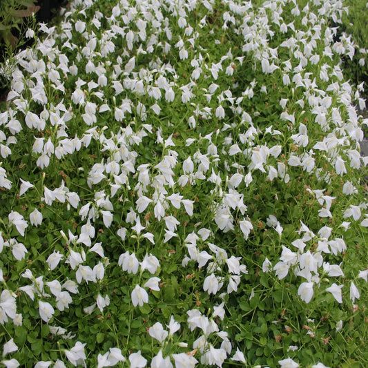 White Chinese Marshflower | Mazus reptans 'Albus'