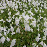 White Chinese Marshflower | Mazus reptans 'Albus'