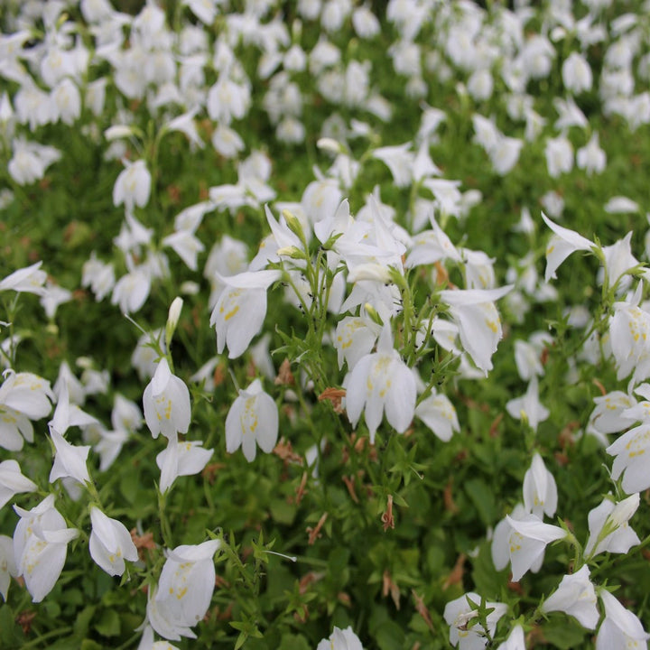 White Chinese Marshflower-(Mazus reptans 'Albus')