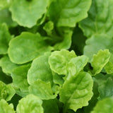 White Chinese Marshflower | Mazus reptans 'Albus'