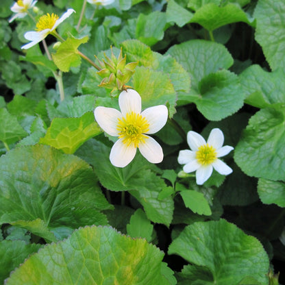 White Himalayan Marigold-(Caltha palustris alba)