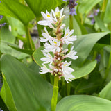 White Pickerel Weed | Pontederia cordata 'Alba'