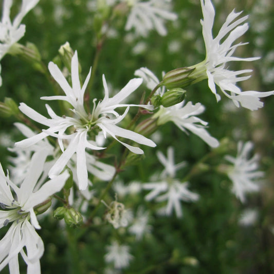 White Ragged Robin-(Lychnis flos-cuculi 'White Robin')