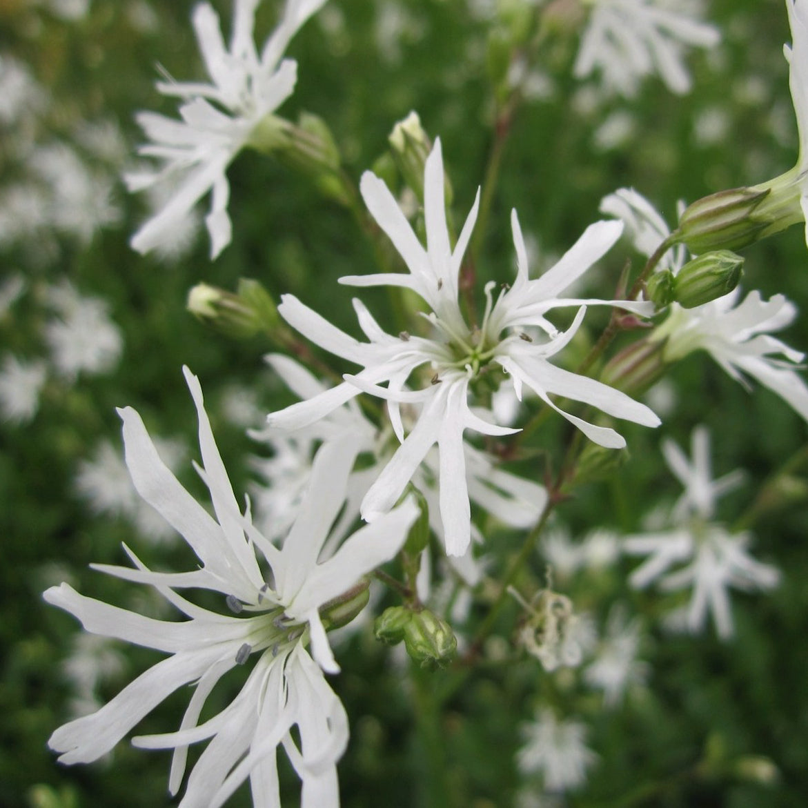 White Ragged Robin-(Lychnis flos-cuculi 'White Robin')