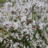 White Ragged Robin | Silene flos-cuculi 'White Robin'