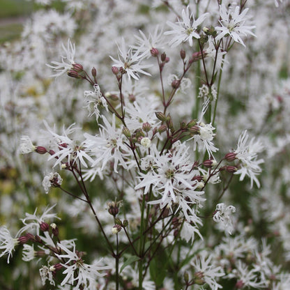 White Ragged Robin-(Lychnis flos-cuculi 'White Robin')