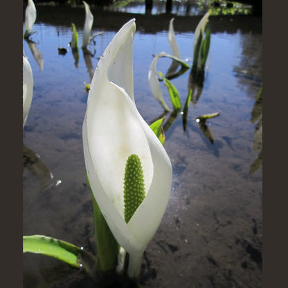 White Skunk Cabbage-(Lysichiton camtschatcensis)