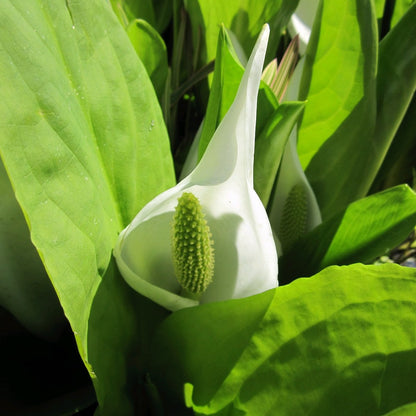 Asian Skunk Cabbage | Lysichiton camtschatcensis