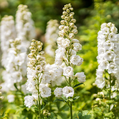 White tall Delphinium flowers - Plants for Ponds