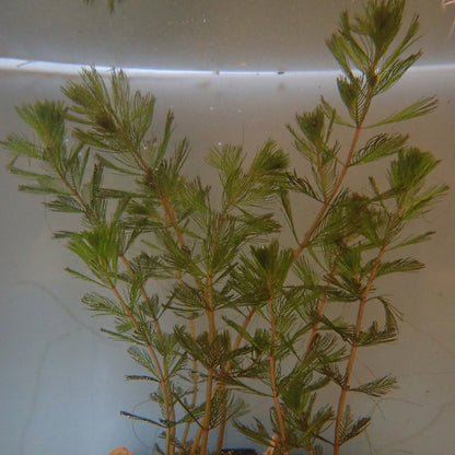 Wholred Water Milfoil-(Myriophyllum verticillatum)