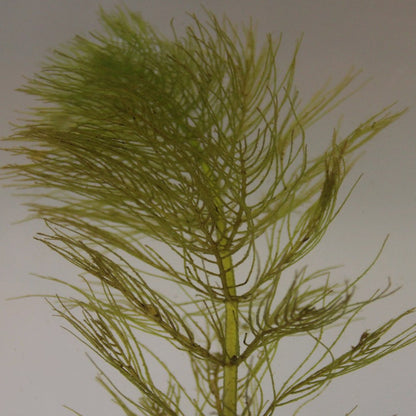 Wholred Water Milfoil-(Myriophyllum verticillatum)