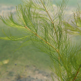 Wholred Water Milfoil | Myriophyllum verticillatum