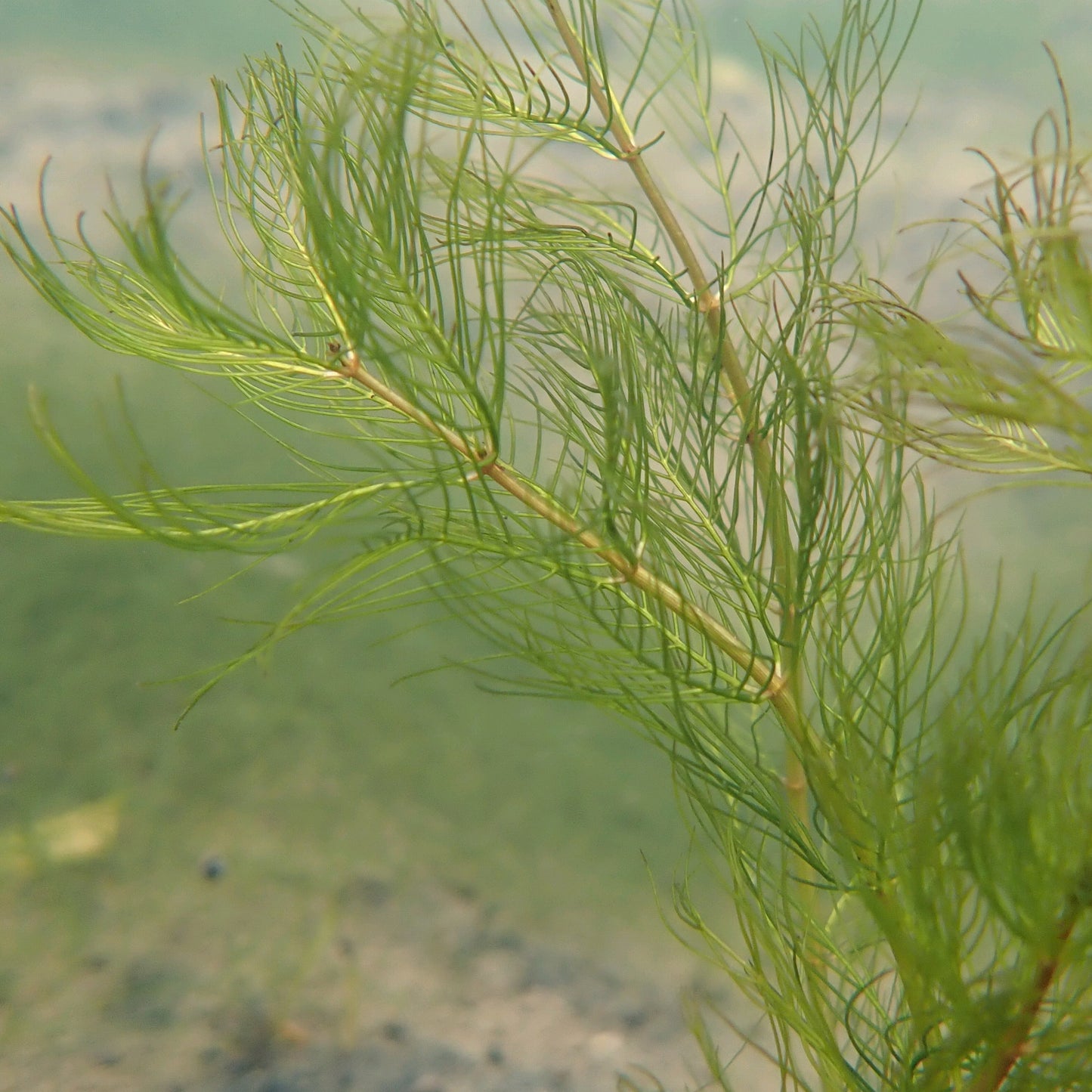 Wholred Water Milfoil-(Myriophyllum verticillatum)