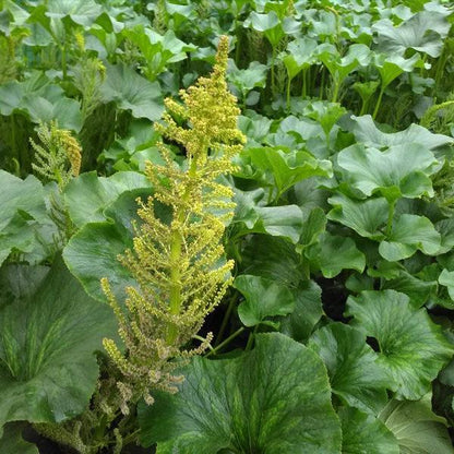 Wild Rhubarb | Gunnera perpensa