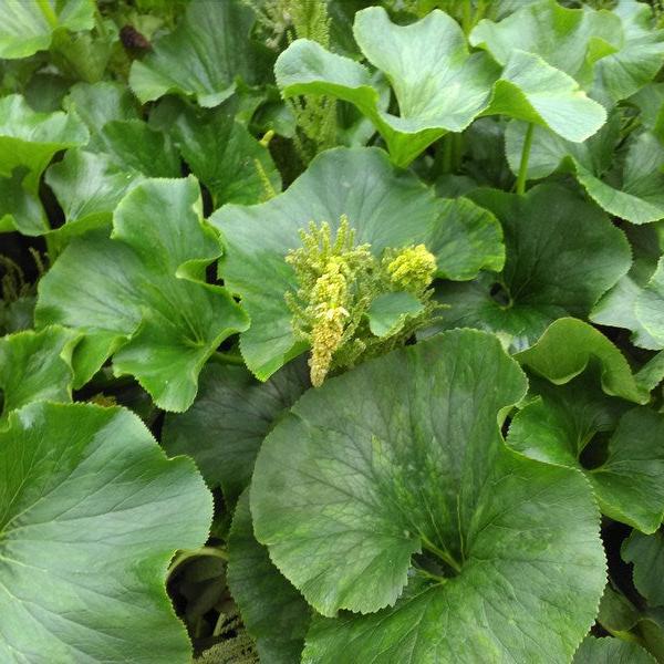 Wild Rhubarb-(Gunnera perpensa)