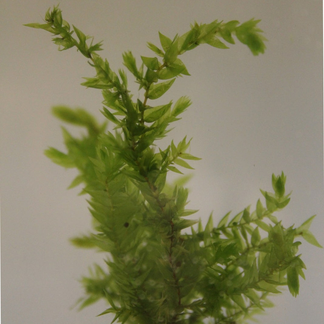 Willow moss (Fontinalis antipyretica) - Plants for Ponds